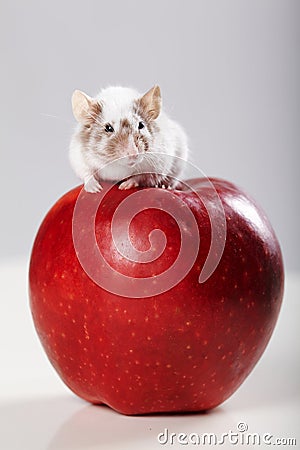 Little funny mouse on big red apple Stock Photo