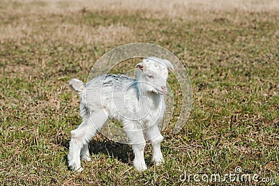 Little funny newborn goatling with white and gray hair in a spring pasture Stock Photo