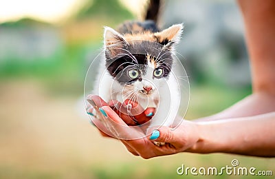 Little furry kitten Stock Photo