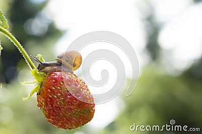 Little garden snail crawling on Strawberry on a Stock Photo