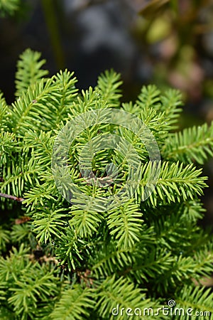 Little Gem Norway spruce Stock Photo