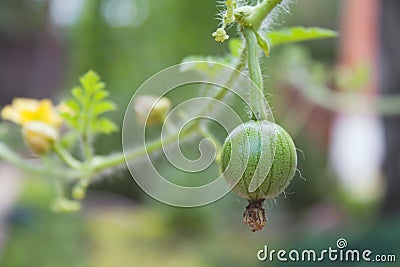 Little germ watermelon hanging on a green branch Stock Photo