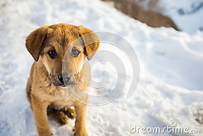 Little homeless puppy with sad eyes freezing on the street while snowing. Stock Photo