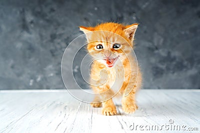 Little ginger kitten. Funny small predator portrait Stock Photo