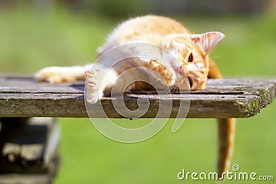Little Ginger Kitten Stretching with Pleasure Stock Photo