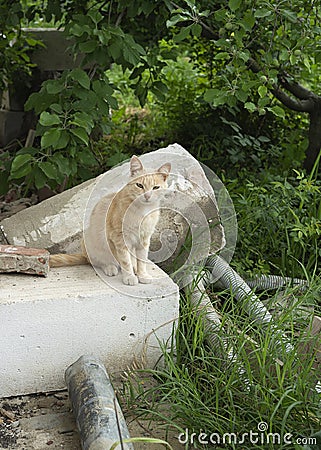 Little ginger outdoor kitten sitting on a obsolete blocks Stock Photo