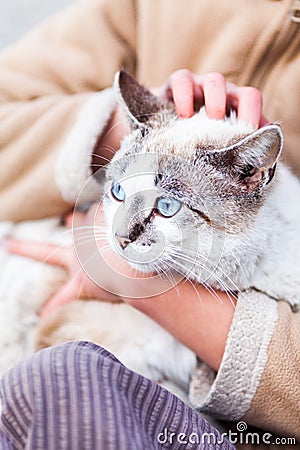 Girl Holding Cat Stock Photo