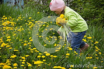 Little girl in a cap collects yellow dandelions in a clearing Stock Photo