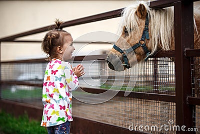 A little girl of Caucasian appearance enjoys a pony horse in a stable on a farm. Stock Photo