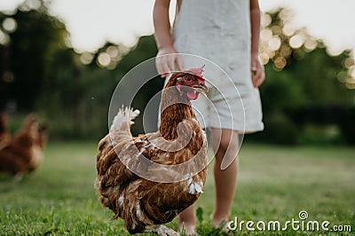 Little girl chasing chickens on a farm, running, having fun during the holidays at her grandparents& x27; countryside Stock Photo