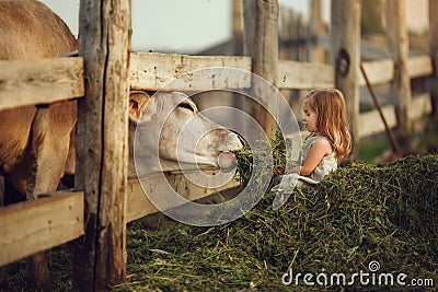 A little girl child feeds a cow with hay. Image with selective focus, toning and noise effects. Summer on the farm. a child is sit Stock Photo
