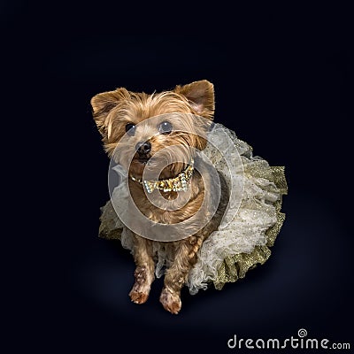 Little girl dog dressed for a party. Bling and glitter Stock Photo