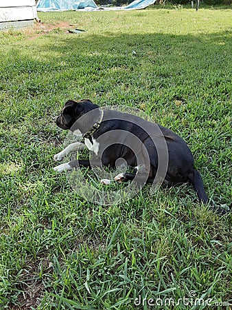 A little girl dream a sweet loving dog Stock Photo