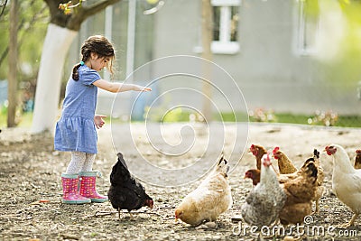 Little girl feeding chickens Stock Photo