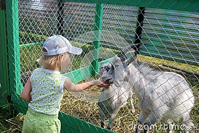 Little girl feeding goats Stock Photo