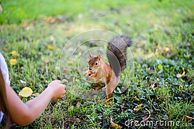 Little girl feeding squirrel at park Stock Photo
