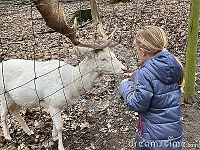 A little girl feeding a white red deer Editorial Stock Photo