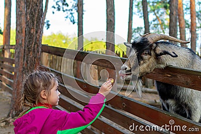 Little girl feeds a goat on the farm. Cute kind child feeds animals in the zoo. Stock Photo