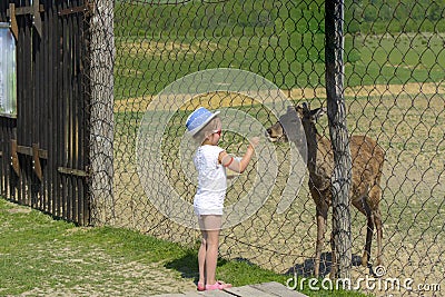 A little girl feeds a young deer in a zoo in the summer during t Editorial Stock Photo