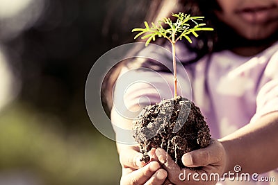 Little girl hand holding young tree for prepare plant on ground Stock Photo