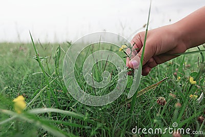 Little girl hand picking yellow flowers. Natural meadow in Summer. Stock Photo