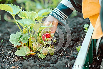 Little girl hand taking care of garden.The girl looks like strawberries harvest ripens. Happy childhood. Contryside Stock Photo