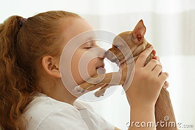 Little girl with her Chihuahua puppy indoors. Baby animal Stock Photo
