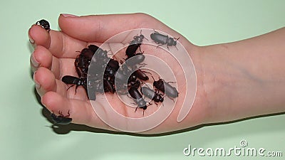 Little girl holding Mealworms, reptile live food. stages of a mealworm, adult Stock Photo