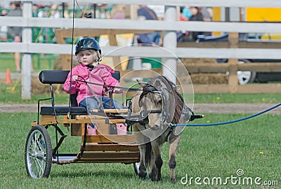 Little Girl in Miniature Horse Cart at Country Fair Editorial Stock Photo