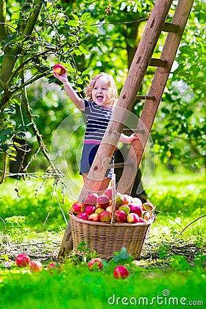 Little girl picking apples on a farm Stock Photo