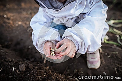 Little girl planting peas in a vegetable garden on a sunny spring day, surrounded by rows of seedlings Stock Photo