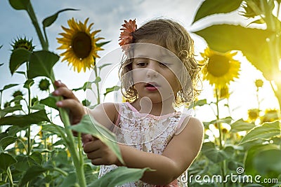 Little girl playing with sunflowers Stock Photo