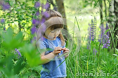 Little girl playing in sunny blooming forest. Toddler child picking lupine flowers. Kids play outdoors. Summer fun for family with Stock Photo