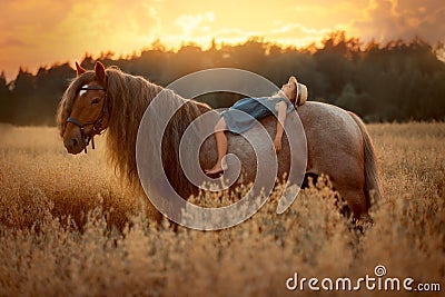 Little girl with red tinker horse in oats evening field Stock Photo