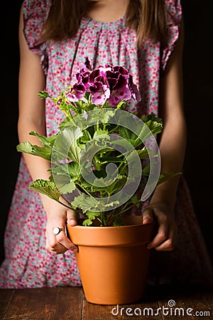 Little girl with royal pelargonium in her hands Stock Photo