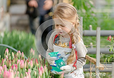 Little girl sprinkles water tulips in the greenhouse. Stock Photo