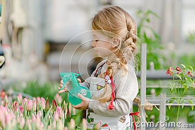 Little girl sprinkles water tulips in the greenhouse Stock Photo