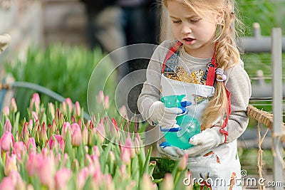 Little girl sprinkles water tulips in the greenhouse. Stock Photo