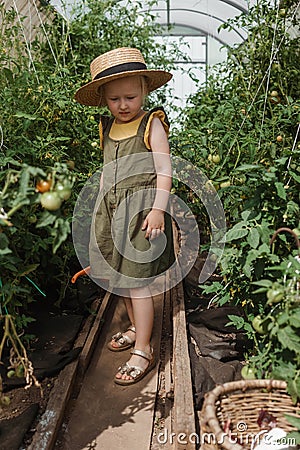 A little girl in a straw hat is picking tomatoes in a greenhouse. Harvest concept. Stock Photo