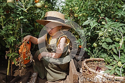 A little girl in a straw hat is picking tomatoes in a greenhouse. Harvest concept. Stock Photo