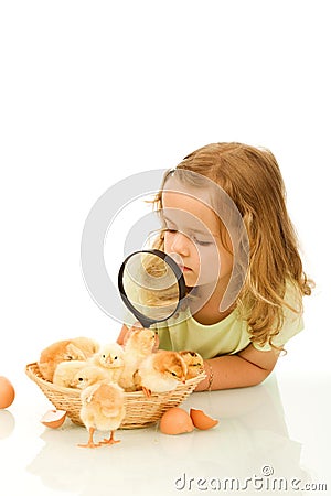 Little girl studying a basketful of chicks Stock Photo