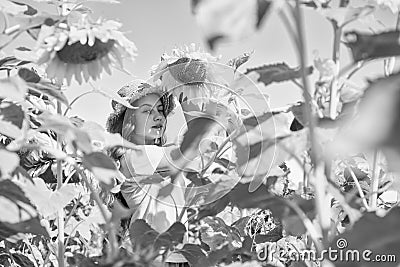 Little girl sunflowers field blue sky background, harvest day Stock Photo