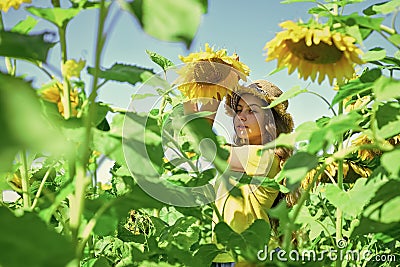 Little girl sunflowers field blue sky background, harvest day Stock Photo