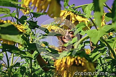 Little girl sunflowers field blue sky background, organic farm Stock Photo