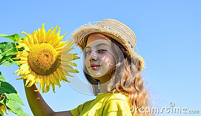 Little girl sunflowers field blue sky background, rustic style Stock Photo