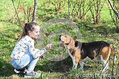 Little girl train dog on summer nature. Child play with pet friend on sunny day. Kid with beagle on fresh air outdoor. Childhood a Stock Photo