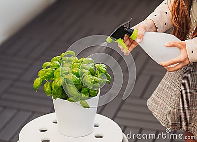 Little girl watering plant Basil Ocimum Basilicum. Caring for a new life. Hand nurturing young baby plants growing on fertile Stock Photo