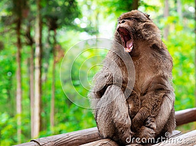 Little girl in park watching a funny monkey Stock Photo