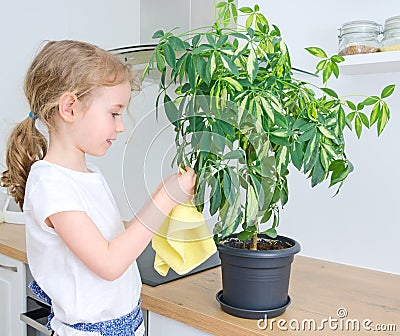 Little girl wipes dust from the flower. Stock Photo