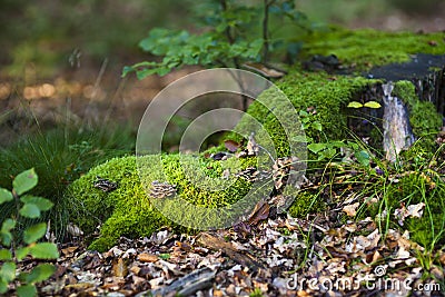 Illuminated Moss In Forest, Eifel Stock Photo